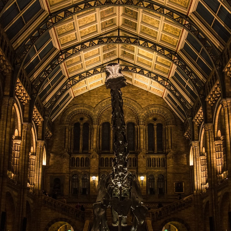 NATURAL HISTORY MUSEUM - THE DINO