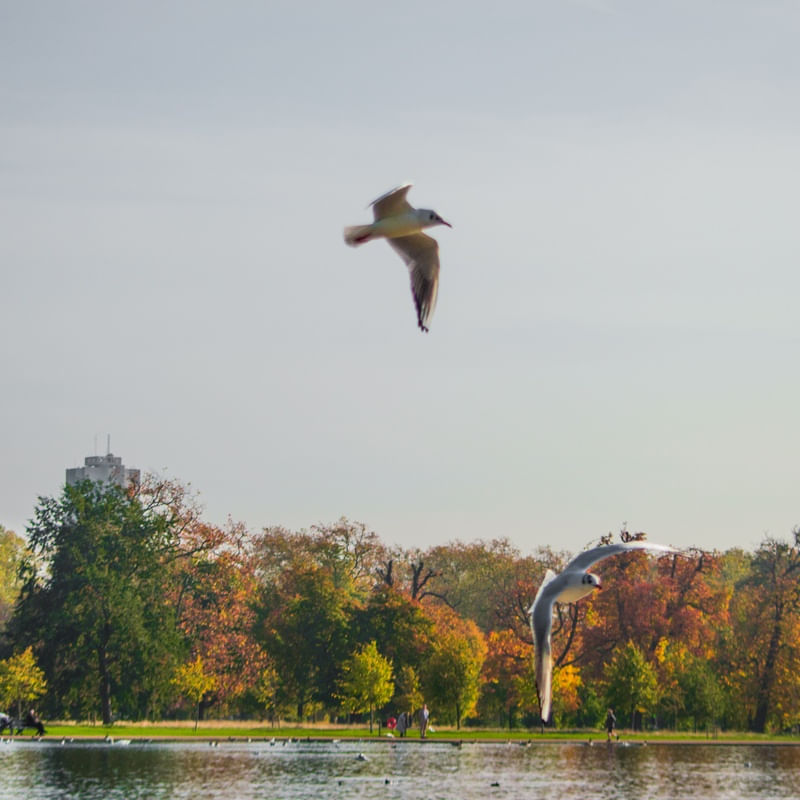 FLYING IN THE LAKE