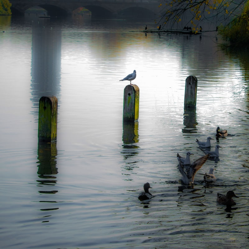 THE BIRD ON THE POST