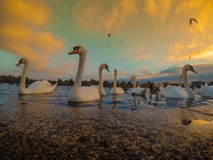 SWANS OF THE HYDE PARK-LONDON