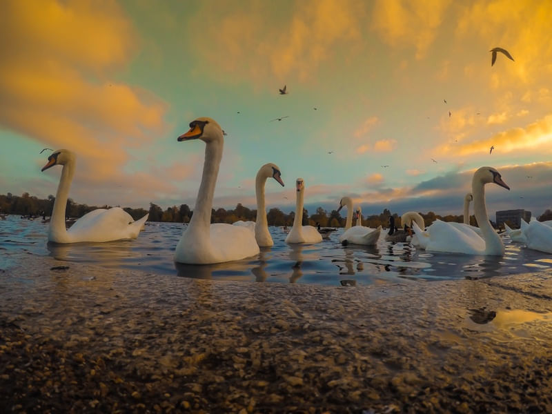 SWANS OF THE HYDE PARK-LONDON
