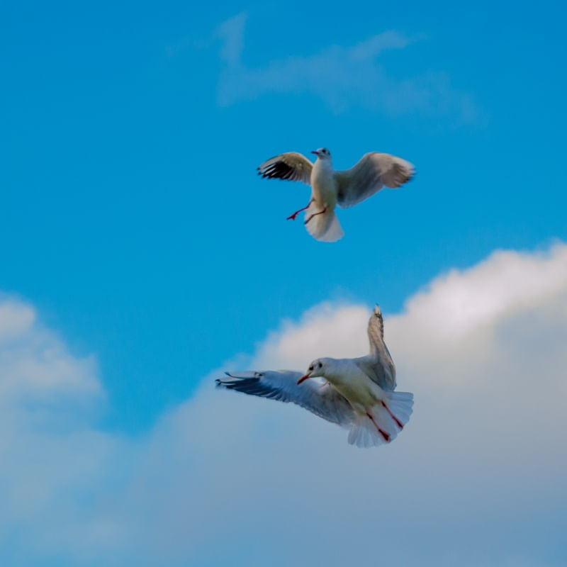 HIGH FLIGHT