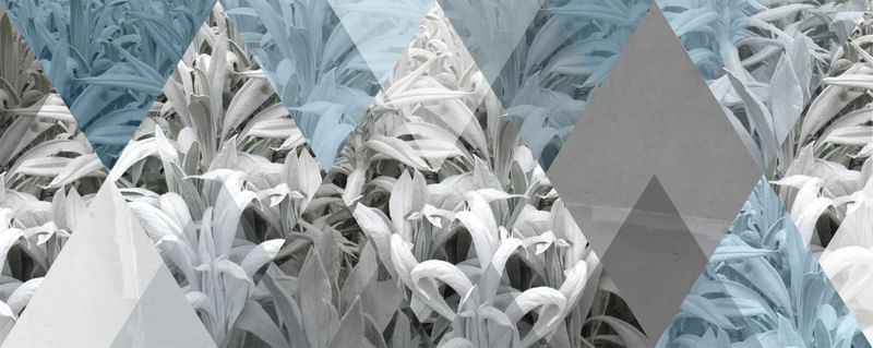 FROZEN LEAVES