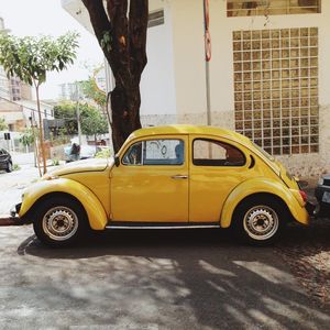 YELLOW BUG2