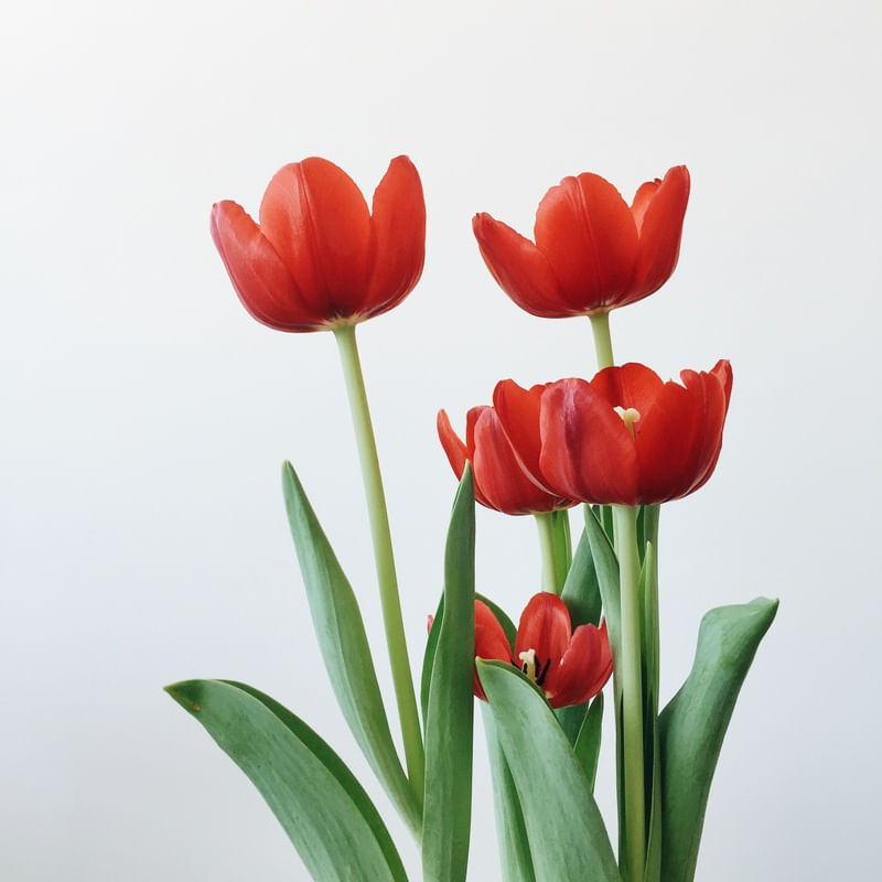 TULILIPAS