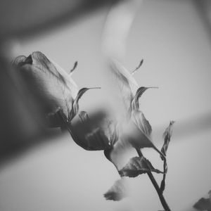 MIRROR ROSE
