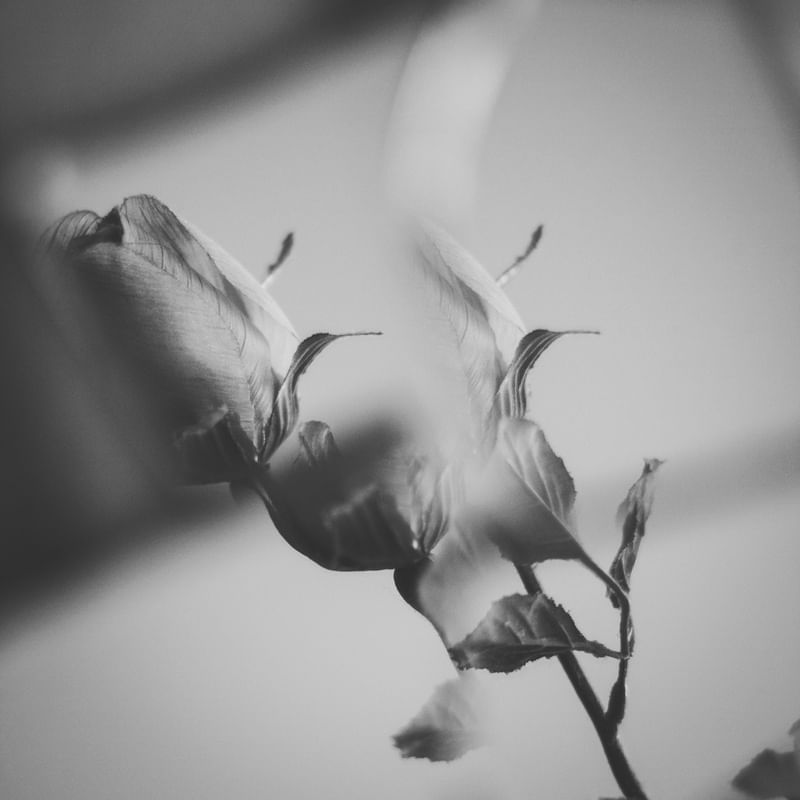 MIRROR ROSE