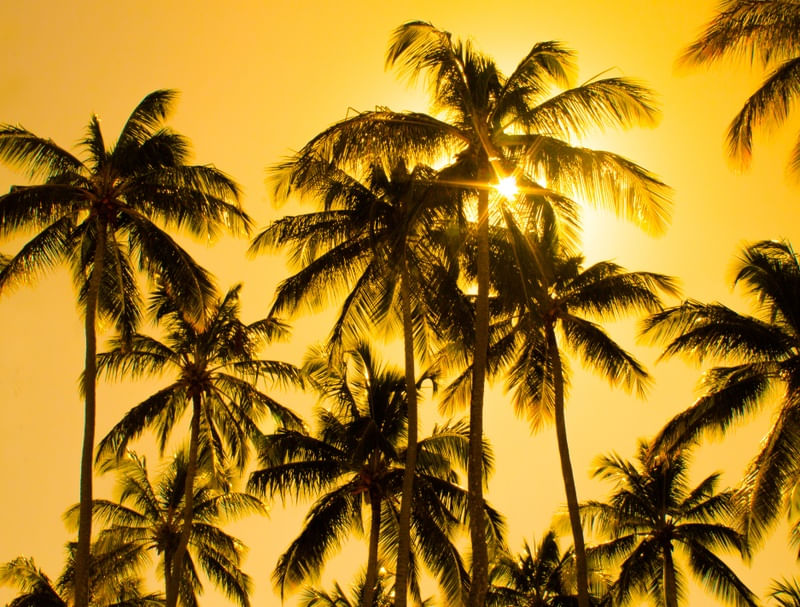 WE HAVE COCONUT