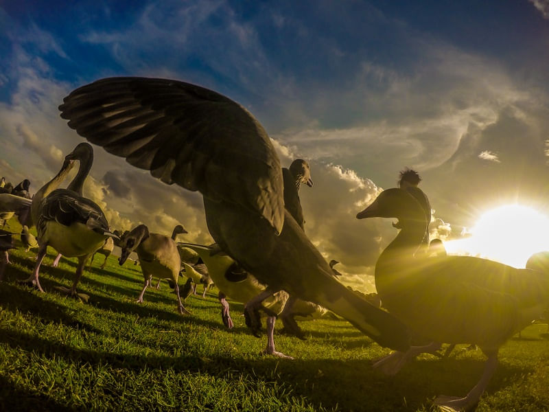 DUCKS OF LONDON
