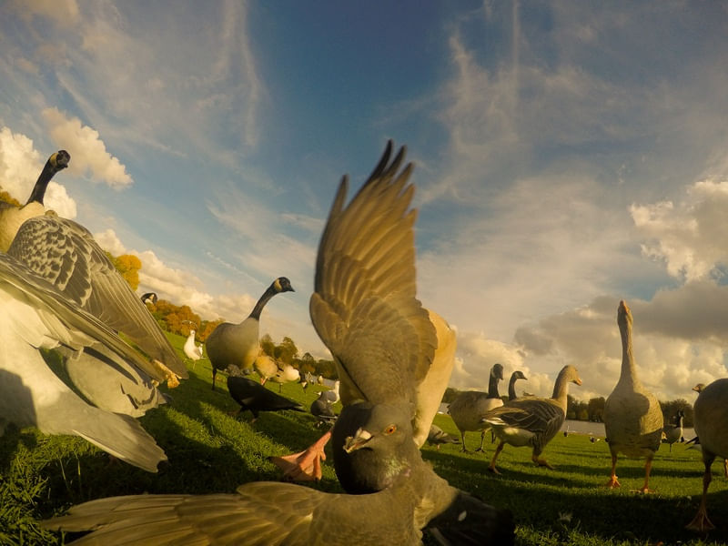 THE PIGEON V2