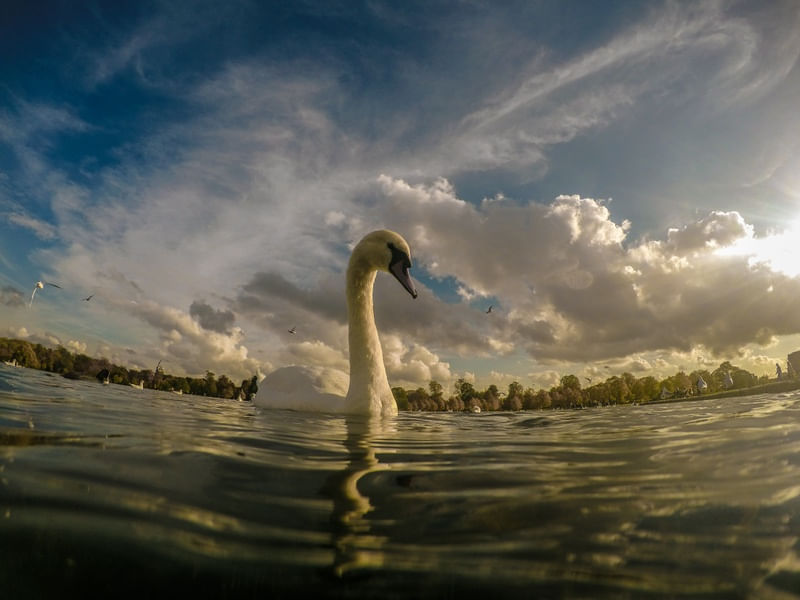 SWAN ON THE LAKE
