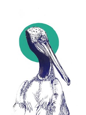 PELICANO