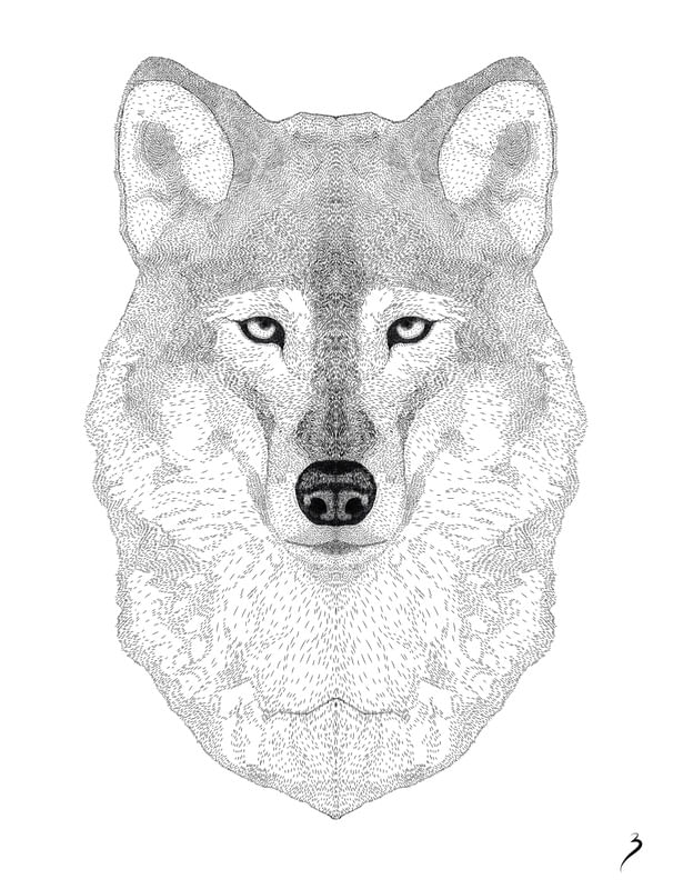 WOLF IN LINES