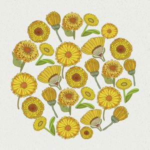 CALENDULA FLORALS