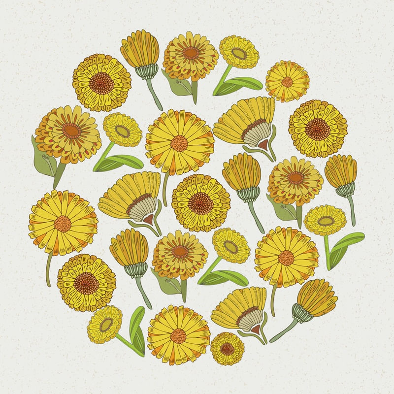 CALENDULA FLORALS
