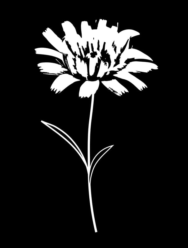 WHITE FLOWER
