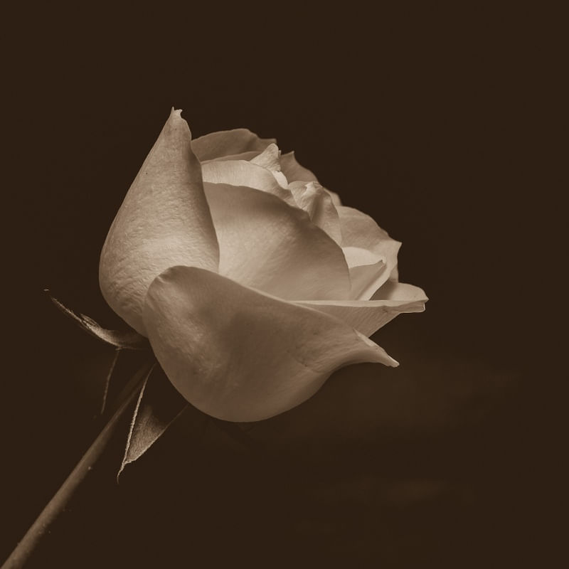 ROSA RG