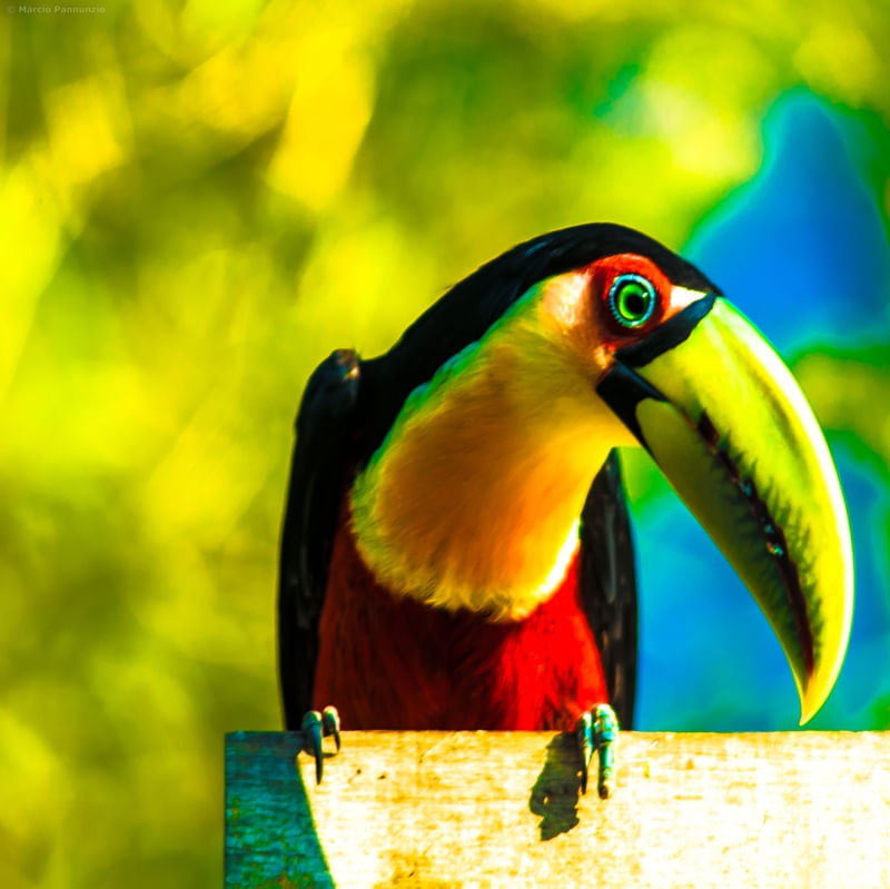 TUCANO 7