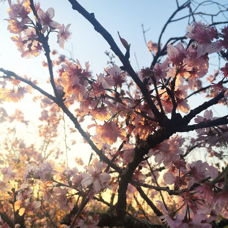 SAKURAS