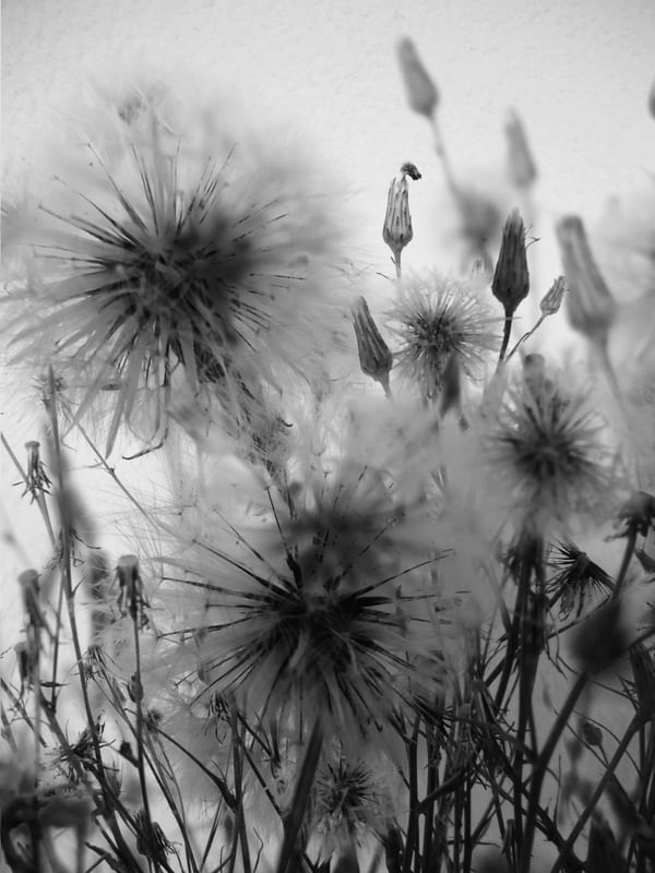DAND DAN DANDELIONS