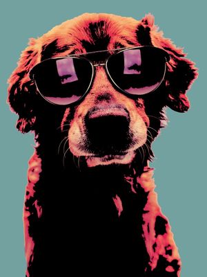DOG POP