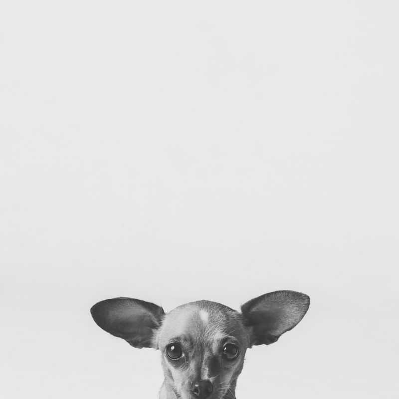 ESPIÕES - CHIHUAHUA