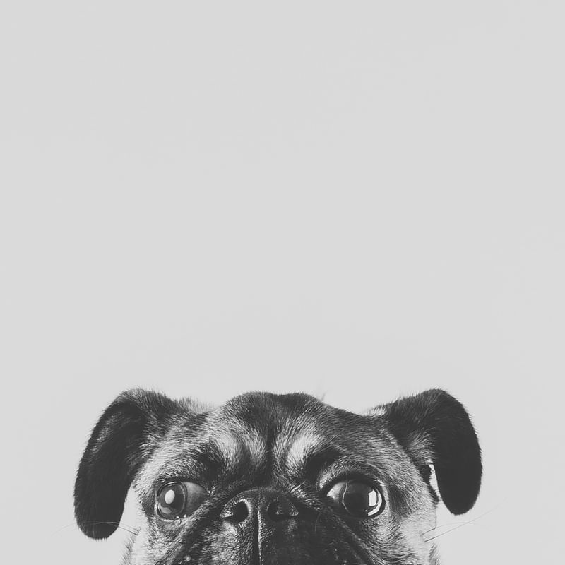 ESPIÕES - PUG