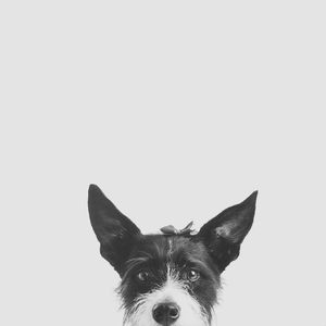 ESPIÕES - CACHORRO BRANCO E PRETO