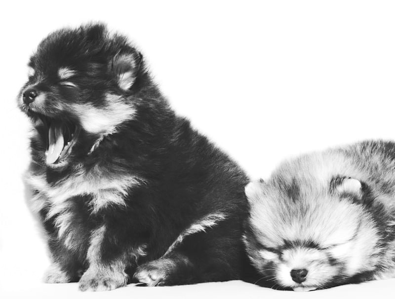 BABY DOGS 1