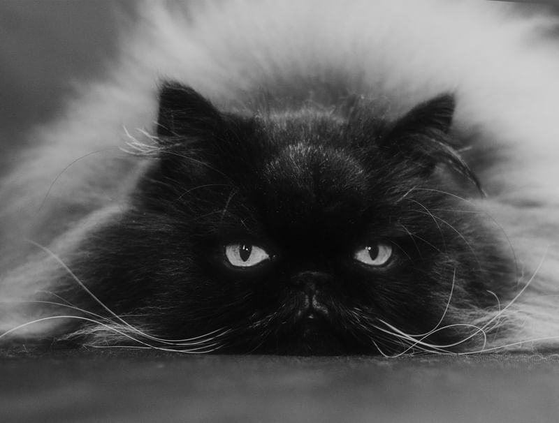 LOVELY CAT