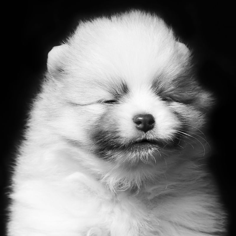 FOFO DOG