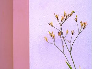 FLORES EM BRANCO