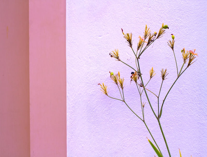 FLORES EM BRANCO