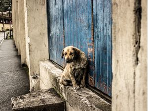 CACHORRO AMARELO, PORTA AZUL