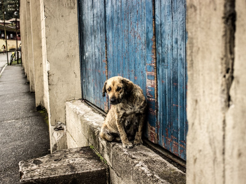 CACHORRO AMARELO, PORTA AZUL