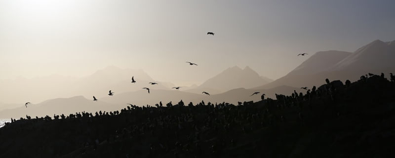 BIRDS OF USHUAIA