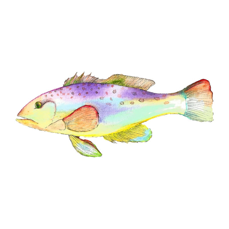 PESCE DUE