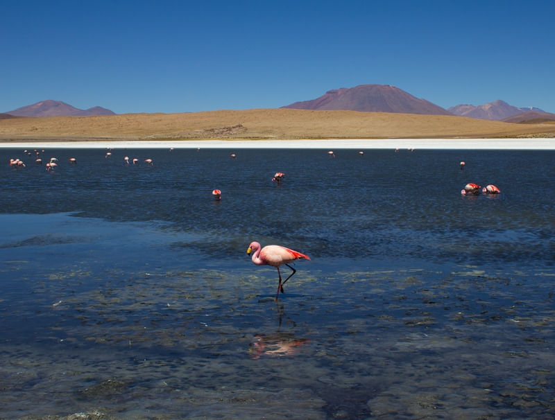 FLAMINGO NO ATACAMA