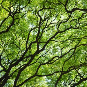 VERDES VEIAS