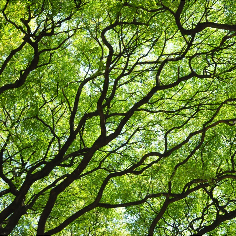VERDES VEIAS