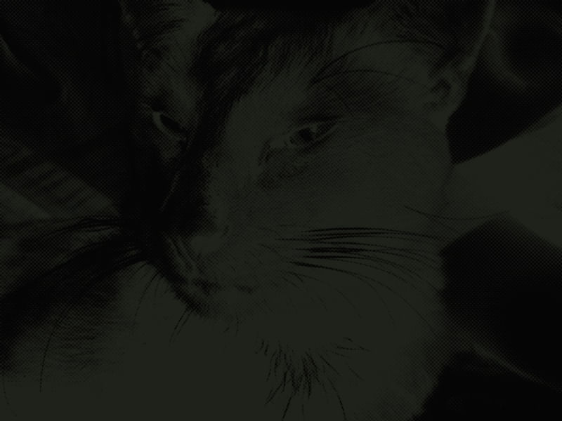 BLACK CHE