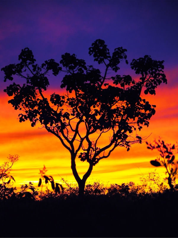 A ÁRVORE E O PÔR DO SOL