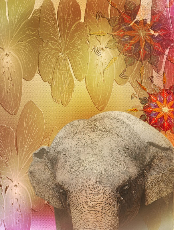 ELEFANTE BI