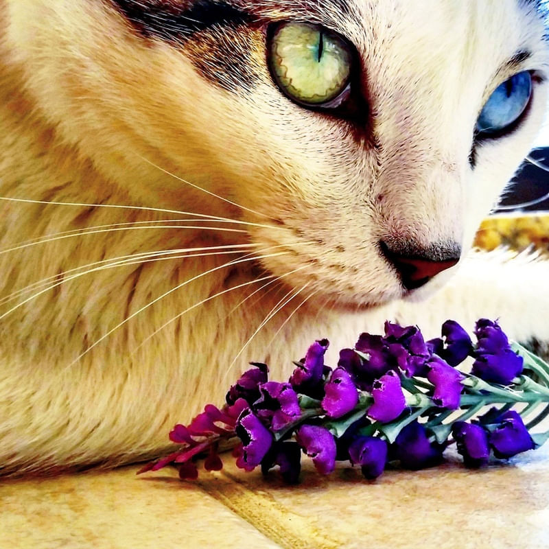 MIA DIVA