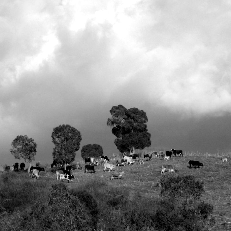 CAMPO B