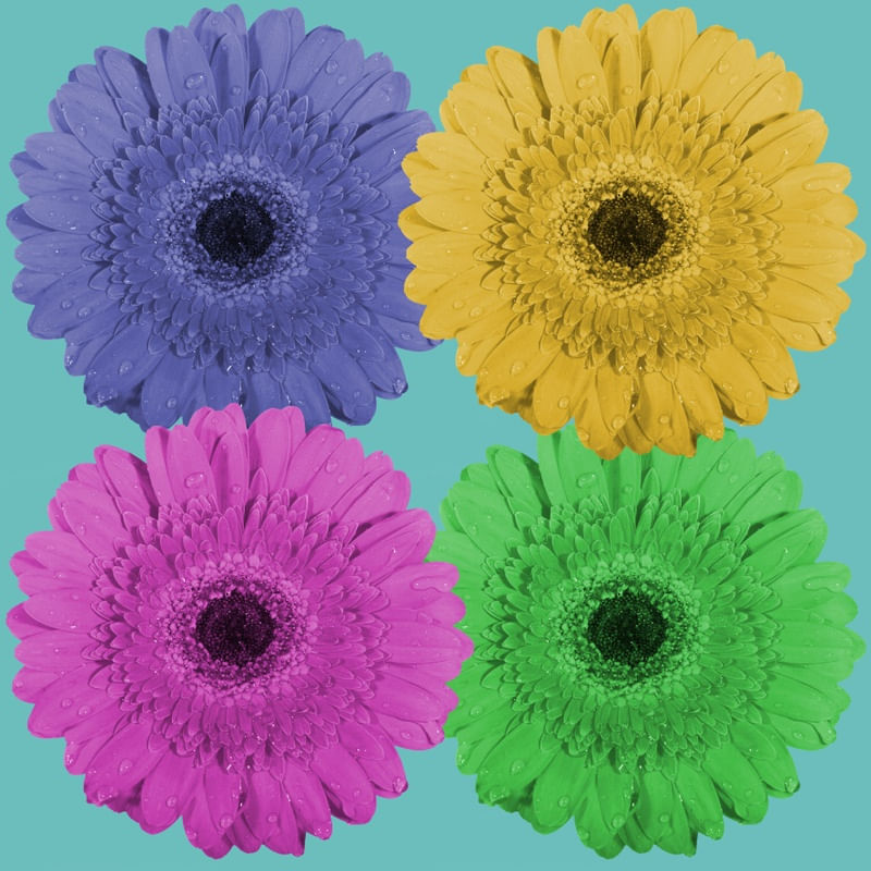 GERBERAS #5