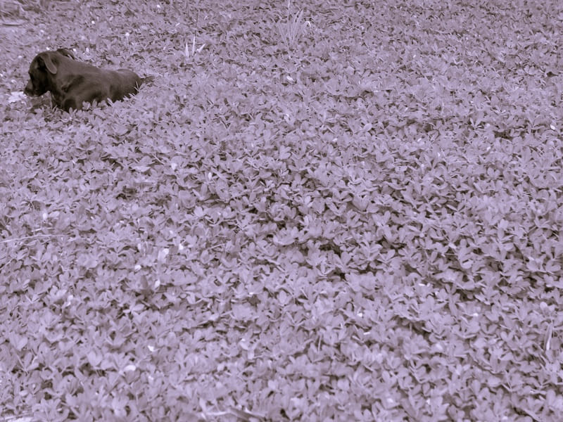 SHY DOG