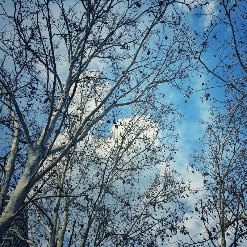 OUTONO AZUL E BRANCO