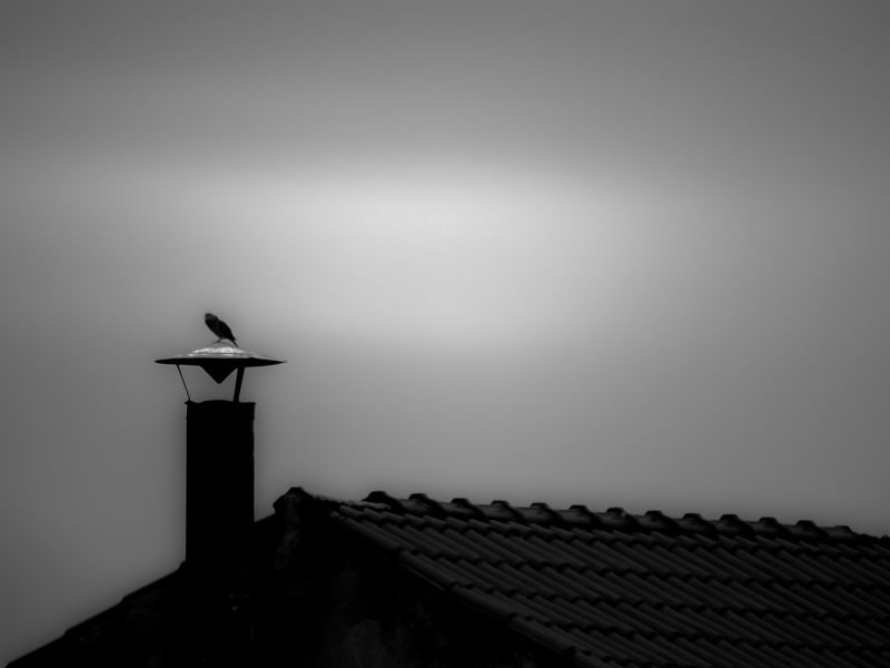 BIRD ON THE CHIMNEY