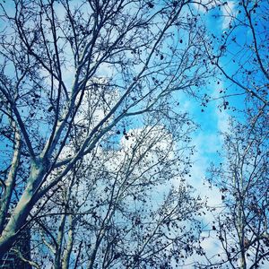 OUTONO BLUE